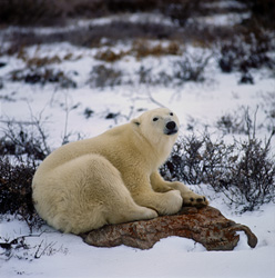 Polar Bear - Fascinating insights into the life of a majestic predator