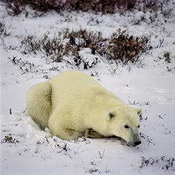 A Polar Bear (Ursus maritimus) rests at every opportunity, especially in times of food shortage. But sometimes they also rest for cooling off.
