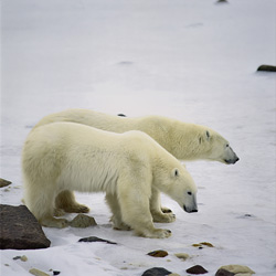 The fascinating life of young polar bears at the Hudson Bay