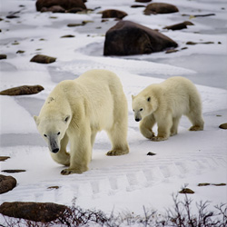 A young Polar Bear cub learns from its mother how to survive in the Arctic wilderness