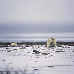 Polar Bears (Ursus maritimus) - Majestic predators in the Arctic