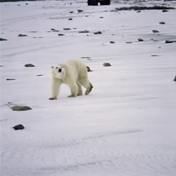 Fascinating Polar Bear explores the Hudson Bay coast in Canada