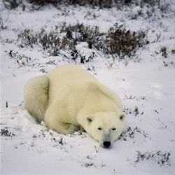 Experience the Grace and Strength of the Polar Bear in the Arctic Cold