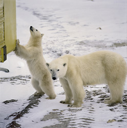 Little Polar Bear fascinated by the huge Tundra Buggy in Churchill