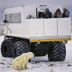 Polar Bears and Tundra Buggys attract thousands of visitors to Churchill annually
