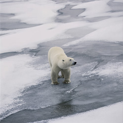 Explore the fascinating world of Polar Bears in Hudson Bay