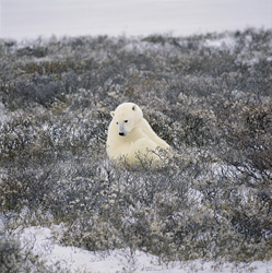 Encounter with a majestic Polar Bear in the wild coastal tundra