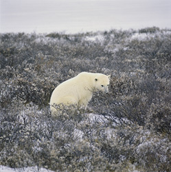 The vegetation is also a playground for the Polar Bears