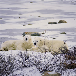 Much of their time is spend saving energy for times when food is not readiliy available to the Polar Bears (Ursus maritimus).