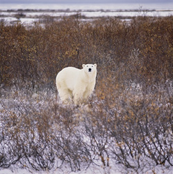 Fascinating Polar Bear in the autumnal tundra at the Hudson Bay