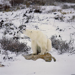 Majestic Polar Bear resting on an exposed rock in the Arctic