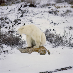Fascination Polar Bear: Resting in the Arctic Tundra