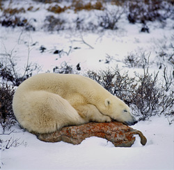 A majestic polar bear relaxes on a rock at the Hudson Bay