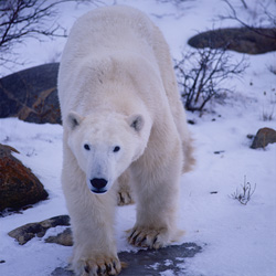An encounter with the majestic Polar Bear in the Hudson Bay