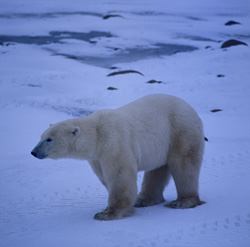 Experience the Fascination of the Majestic Polar Bear in the Hudson Bay