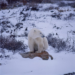 An imposing polar bear rests on a lichen-covered stone in the Hudson Bay