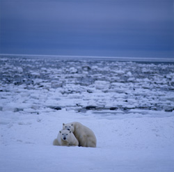 The polar Bear (Ursus maritimus) is a big, muscular bear with a weight of 300 to 600 kilograms and a total length – from nose to tail – of up to 3.5 metres.