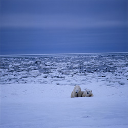 Discover the majestic polar bears of the Arctic in their natural habitat