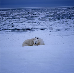 Two imposing polar bears on the hunt for food in the icy Hudson Bay
