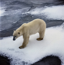 Hungry polar bear searching for prey on the coast
