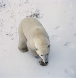 An impressive polar bear (Ursus maritimus) explores the icy Hudson Bay in winter.