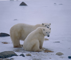 Capture fascinante d'une ourse polaire majestueuse avec son ourson dans la nature arctique