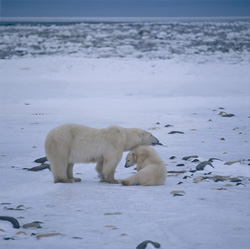 Experience the beauty and grace of the majestic Polar Bears in the Arctic