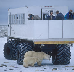 Experience the beauty and grace of polar bears in the wild Arctic
