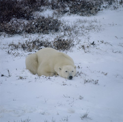 Experience the beauty and grace of a majestic Polar Bear in the Arctic