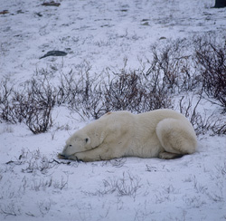 Experience the majesty of a resting polar bear in the icy tundra of Canada