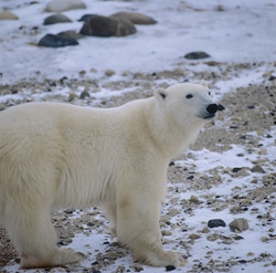 Experience the Majestic Polar Bears in the Arctic Tundra
