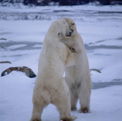 Two in-game fighting polar bears in Hudson Bay