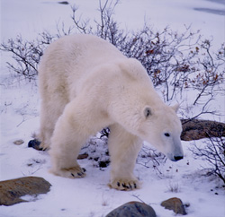 Looking for food roams a majestic Polar Bear in the Hudson Bay area.