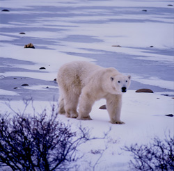 A majestic polar bear waiting for the Hudson Bay to freeze over to hunt seals
