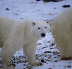 Experience the Majestic Polar Bears in the Impressive Hudson Bay