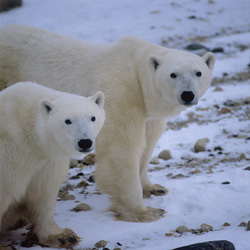 Experience the largest land predators in the world in the Hudson Bay