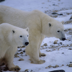 Two Majestic Polar Bears in the Winter Arctic