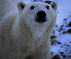 Majestic Polar Bear Portrait in the Arctic Wilderness