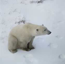 Polar bears - Kings of the Arctic with no natural predators