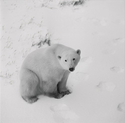 Un ours polaire majestueux dans l'immensité gelée de l'Arctique