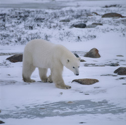 Explore the fascinating world of the majestic polar bear in its natural habitat!