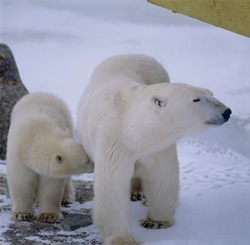 Experience the beauty of the Arctic wildlife with a Polar Bear and her cub in the Hudson Bay