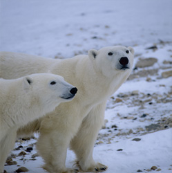 Witness the majestic Polar Bears in their natural habitat