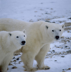 Witness majestic Polar Bears in their natural habitat at Hudson Bay
