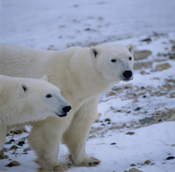 Two Hungry Polar Bears in the Tundra between Nelson and Churchill River