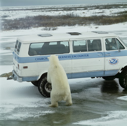 Majestic Polar Bear on the van in Churchill, Manitoba, Canada