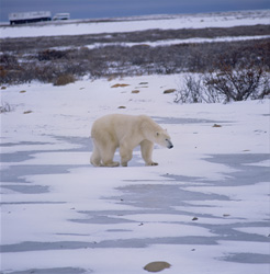 Experience the beauty and strength of the majestic polar bear in the untouched tundra