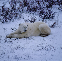 Ours polaire majestueux se reposant dans la nature sauvage de l'Arctique