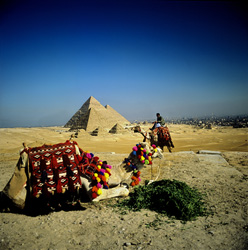 The mysterious pyramids of Giza with camels in the foreground