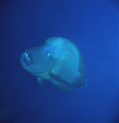 Dive into the Fascinating World of the Napoleon Wrasse in the Red Sea